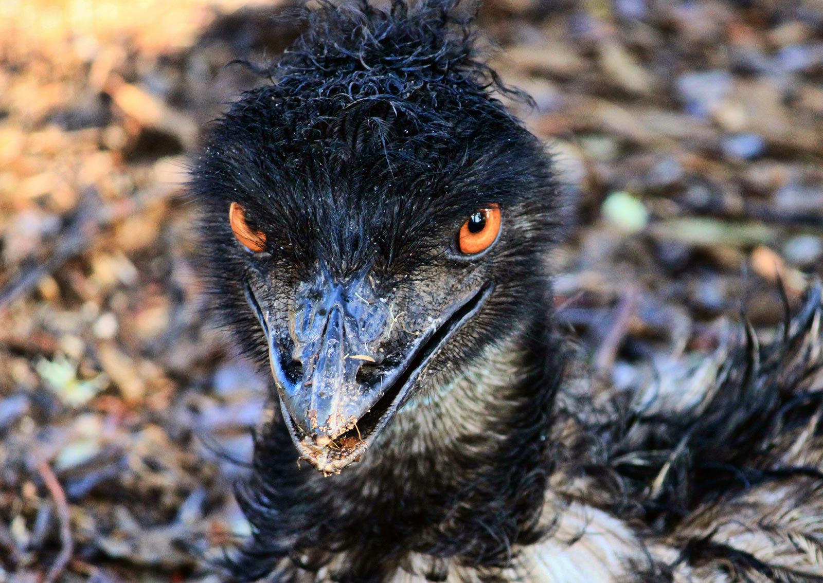 10 Most Dangerous Birds in the World | Planet Deadly