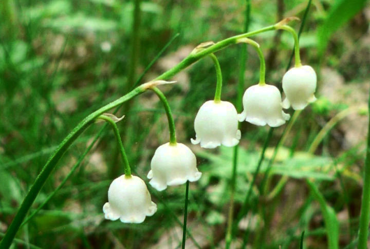 lily of the valley poison antidote