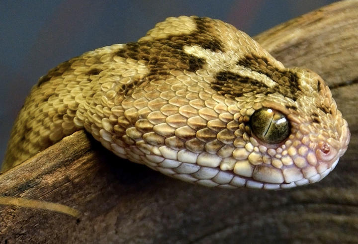 World's 10 Most Dangerous Snakes | Planet Deadly