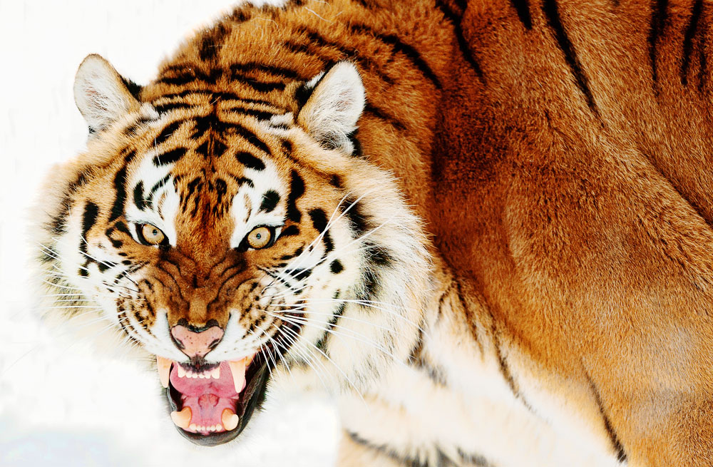 Biggest Big Cat - Ever | Lion vs Tiger 