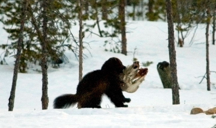 wolverine with moose head